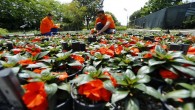 Konak’ın parkları çiçeklerle renklenecek